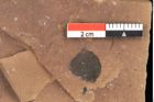 Foto (Detailansicht) von Cathaya sp. (NHMW-GEO-2024-0188-0318)
